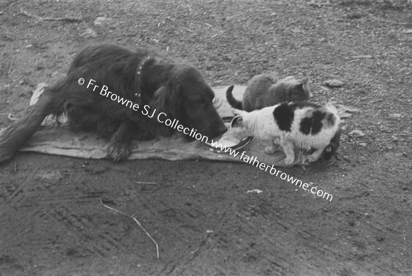 DOG AND CATS PLAYING